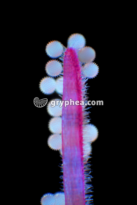 Mauve - Grains de pollen sur l'extrémité d'un stigmate x15 - gryphea.com